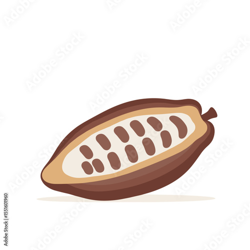 Sliced cocoa pod revealing white pulp and brown seeds simple vector illustration.