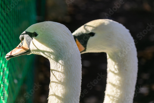 Fototapeta Naklejka Na Ścianę i Meble -  Two swans are facing each other with their beaks open. Concept of curiosity and interaction between the two birds