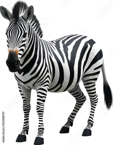 zebra 1