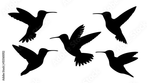 humming bird silhouette vector illustration on tranparent background