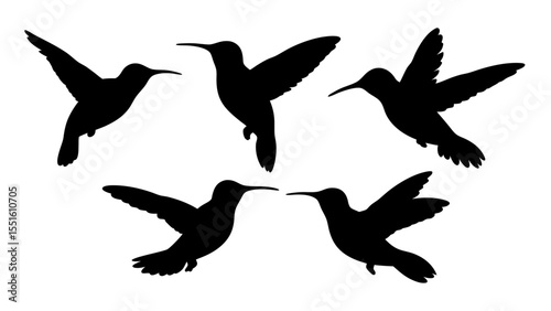 humming bird silhouette vector illustration on tranparent background