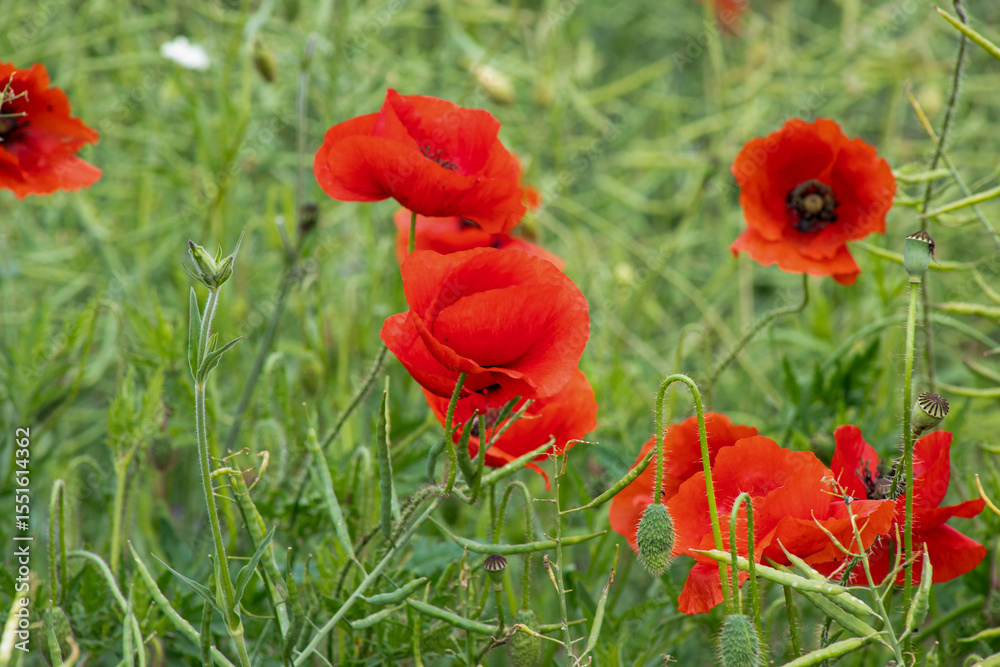 Fototapeta premium Scarlet poppies dance in untamed meadow, evoking Anzac Day's solemn beauty and Beltane's vibrant renewal under azure skies