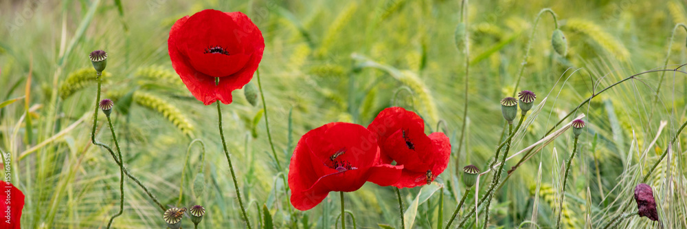 Obraz premium Entwined in whispers of a midsummer's dreamscape, scarlet poppies dance amidst verdant whispers, evoking Anzac Day and Beltane