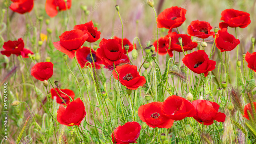 Fototapeta premium Scarlet poppies sway in a sunlit meadow, whispering Remembrance Day tales and Beltane's vibrant renewal, nature's crimson tapestry