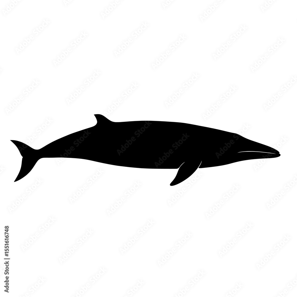 Obraz premium Elegant Black Silhouette of a Minke Whale Against a Pure White Background