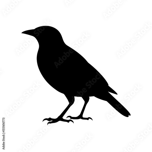 Elegant Silhouette of a Myna Bird Standing Gracefully
