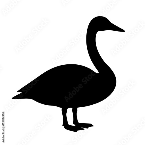 Elegant Tundra Swan Silhouette on a Stark White Background