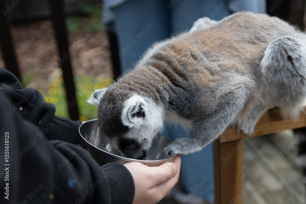 Fototapeta premium Person Feeds Lemur with Bowl in Outdoor Wildlife Environment