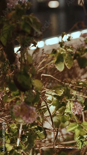 flowers and bushes plants in a flowerbed in a park on the embankment in the city. Vegetation ecology and landscaping of the street in an Arab country at a resort