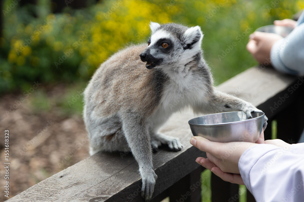 Obraz premium Person Feeds Lemur with Bowl in Outdoor Wildlife Environment