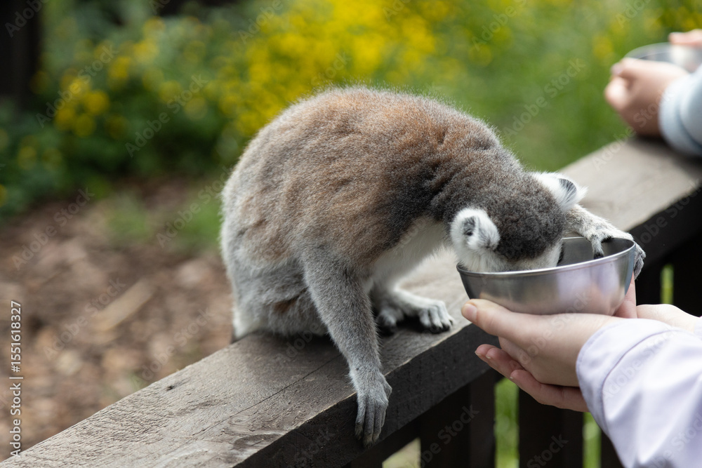 Obraz premium Person Feeds Lemur with Bowl in Outdoor Wildlife Environment