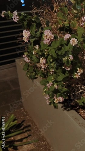 flowers and bushes plants in a flowerbed in a park on the embankment in the city. Vegetation ecology and landscaping of the street in an Arab country at a resort