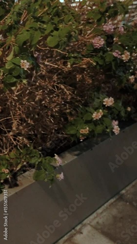 flowers and bushes plants in a flowerbed in a park on the embankment in the city. Vegetation ecology and landscaping of the street in an Arab country at a resort