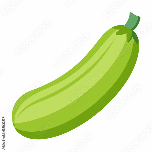 Fresh zucchini vector on white background.