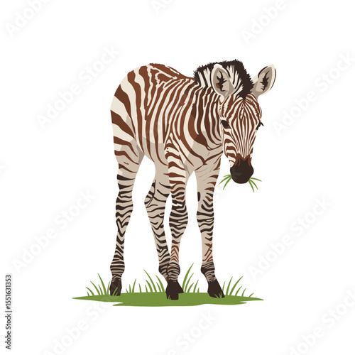 Young Zebra Grazes on Lush Green Grass.