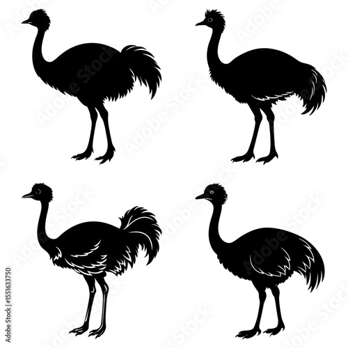 Four ostrich silhouettes isolated on white background in simple design