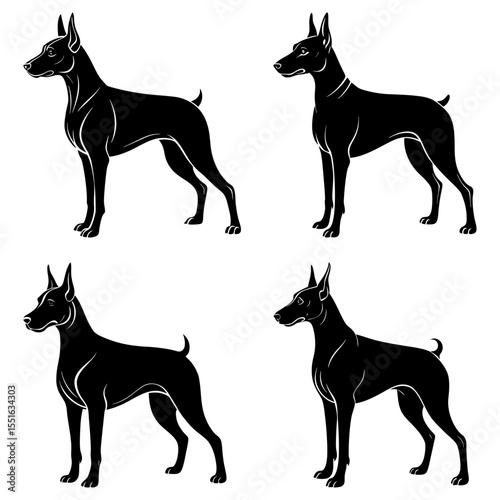 Four black doberman silhouettes stand isolated on white background design
