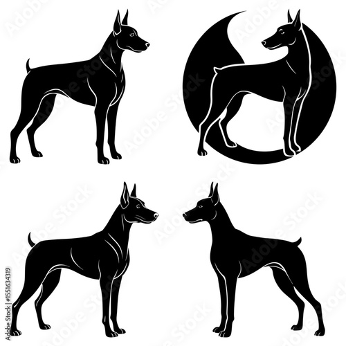 Four black doberman silhouettes stand isolated on white background vector