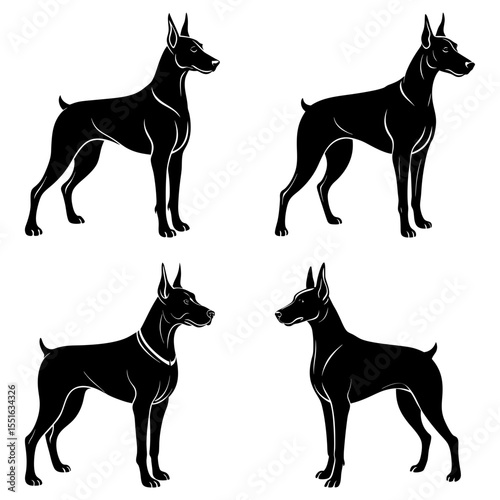 Four doberman silhouettes stand isolated on white background in different poses