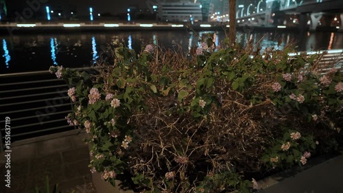 flowers and bushes plants in a flowerbed in a park on the embankment in the city. Vegetation ecology and landscaping of the street in an Arab country at a resort