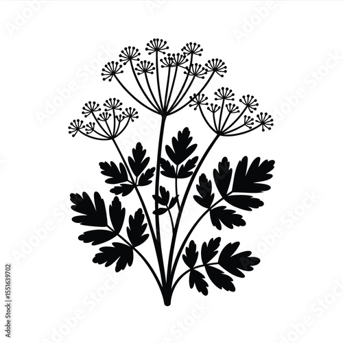 Elegant Black and White Parsley Plant Illustration for Botanical Designs