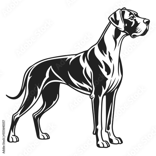 Elegant and Strong Great Dane Illustration in Black and White Detailed Depiction of a Beloved Breed