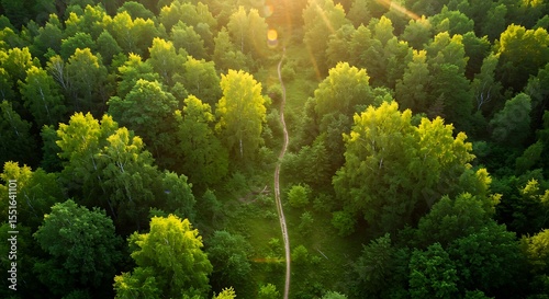 Aerial View of Forest Path at Sunset