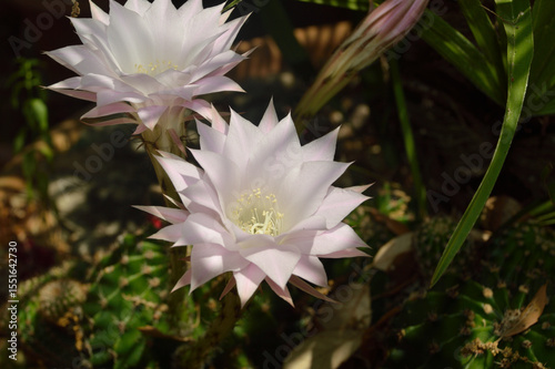 Fiori bianchi di pianta grassa - cactus