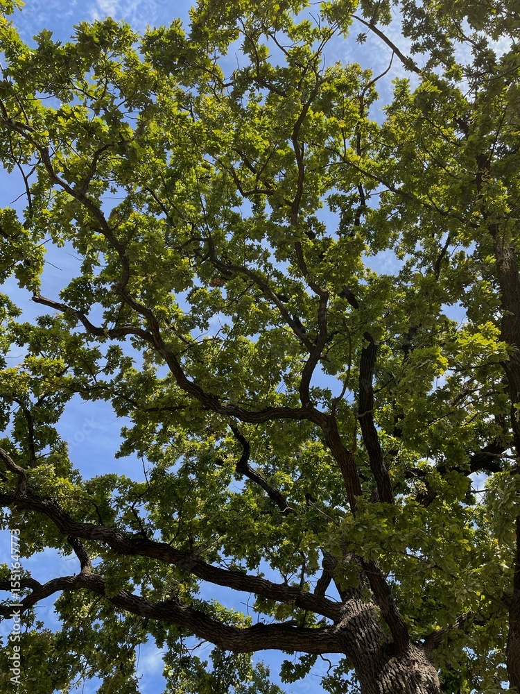 Obraz premium trees and sky