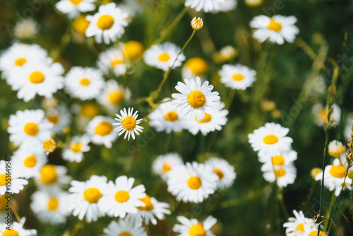 Fototapeta Naklejka Na Ścianę i Meble -  Fresh real daisy flowers, blossoms, growing in green meadow grass on a warm sunny spring summer day