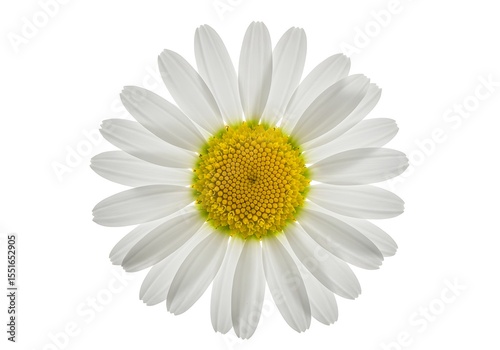 Single daisy isolated on white background with yellow center