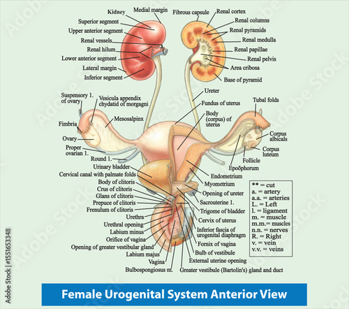 Adobe Illustrator Artwork Female Urogenital System Anterior View