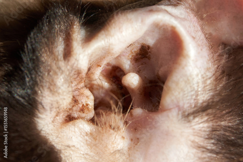 Close-up of dog's ear with hair and wax showing inner ear details.