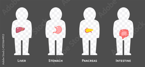 The human body systems cartoon illustration Set 2 of 3. Includes hepatobiliary , gastrointestinal or digestive system . Isolated transparent background . Vector .