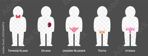 The human body systems cartoon illustration Set 3 of 3. Includes Thyroid gland , spleen, urinary bladder, reproductive system . Isolated transparent background . Vector .