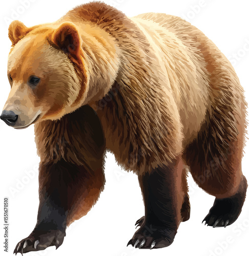 bear