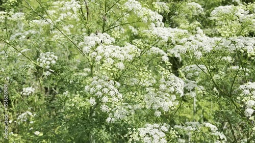 Conium maculatum, the hemlock or poison hemlock growing in the field