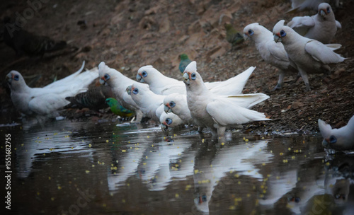 Little Corella drinking at outback waterhole