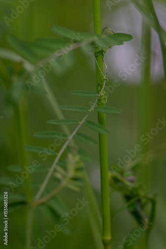 Four-seeded vetch and its twining tendrils on a grass stem. 
