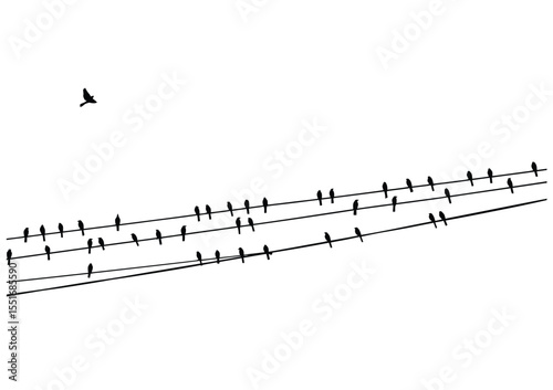 Black and White Birds on a Wire, One Flying Free