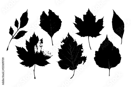 Collection of black leaf silhouettes from different tree species, realistic graphic style, isolated on white background, concept of nature diversity