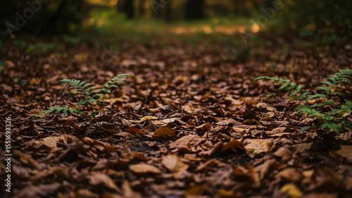 Autumn leaves covering a forest path with ferns in a serene setting