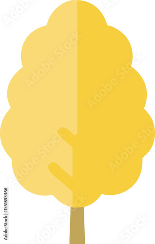 Yellow Birch: Forest Tree

