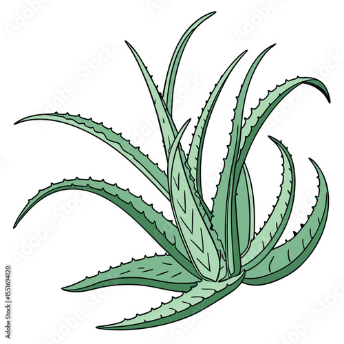 Aloe vera plant illustration for natural remedies and skincare products concept vector illustration