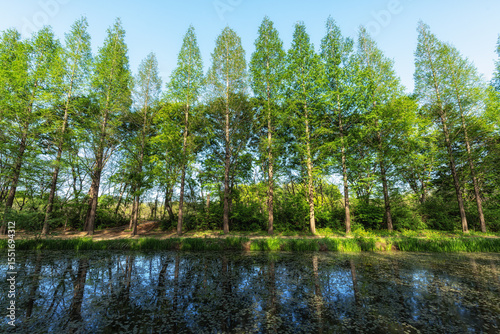 Gyeongbuk Millennium Forest Garden