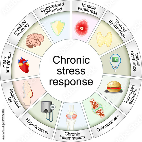 Сhronic stress response. Cortisol and Long-term effects of stress hormones. 