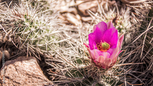 The Yellow Flowering Cactus is a striking desert plant featuring vibrant, sun-yellow blooms atop its spiky green body. It thrives in arid environments, adding bold color