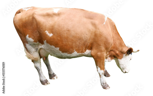cow on white