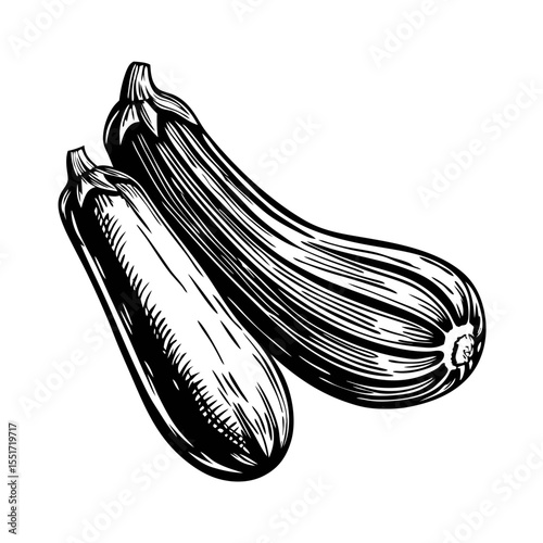 Hand-drawn engraving of two zucchini and eggplant. Detailed illustration showcases zucchini and eggplant, perfect for farmers market advertisements or cookbook illustrations.