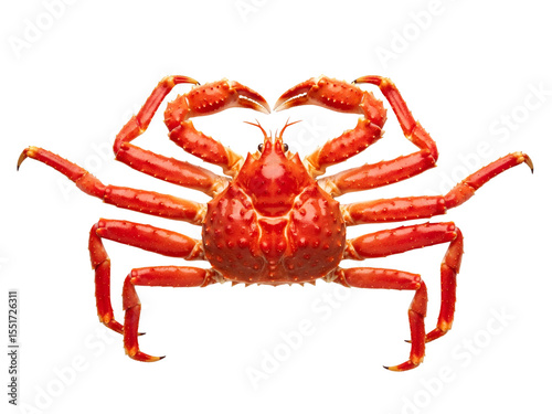 Red King Crab Isolated on Transparent Background  Marine Crustacean with Spiny Legs and Hard Shell